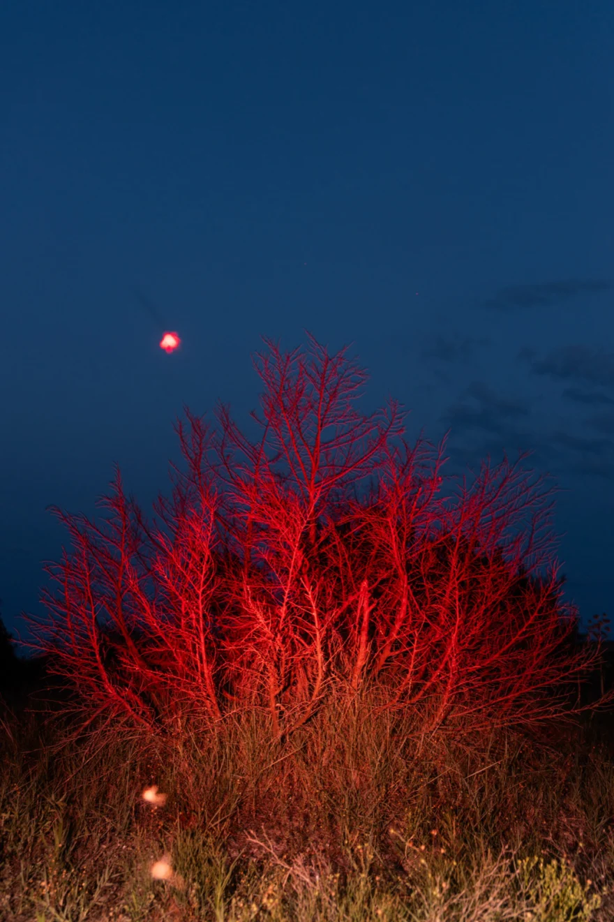 Bare tree lit in red under a blue night sky with the moon, SHOT Magazine editorial photographed by Ina Cenusa