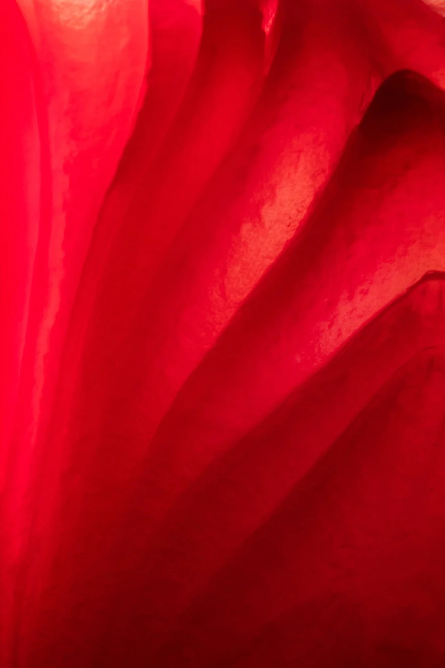 Macro study of deep red folds in saturated light, Fuoco Sacro campaign photographed by Ina Cenusa