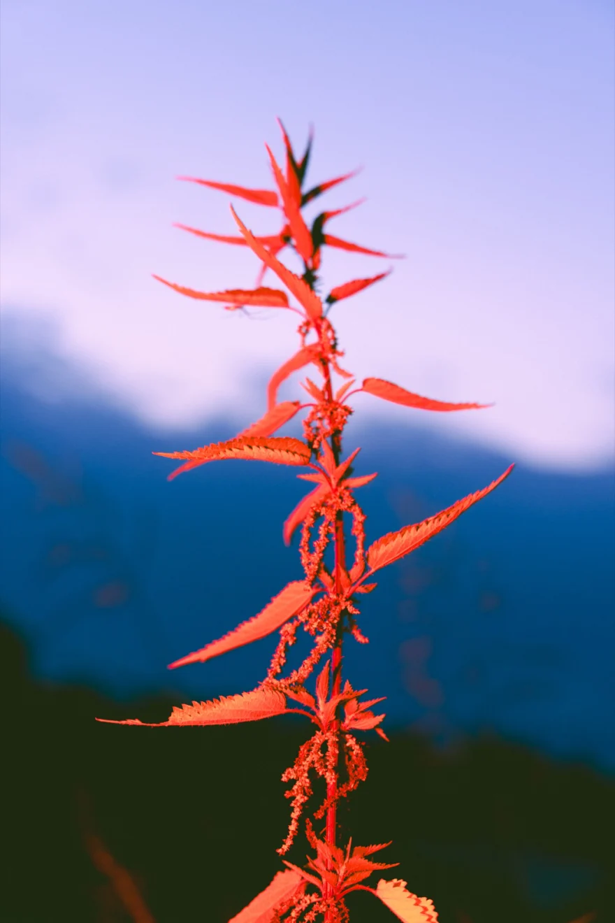 Still life of a red plant against a blue dusk sky, closing image of the Albedo story, SHOT Magazine editorial photographed by Ina Cenusa