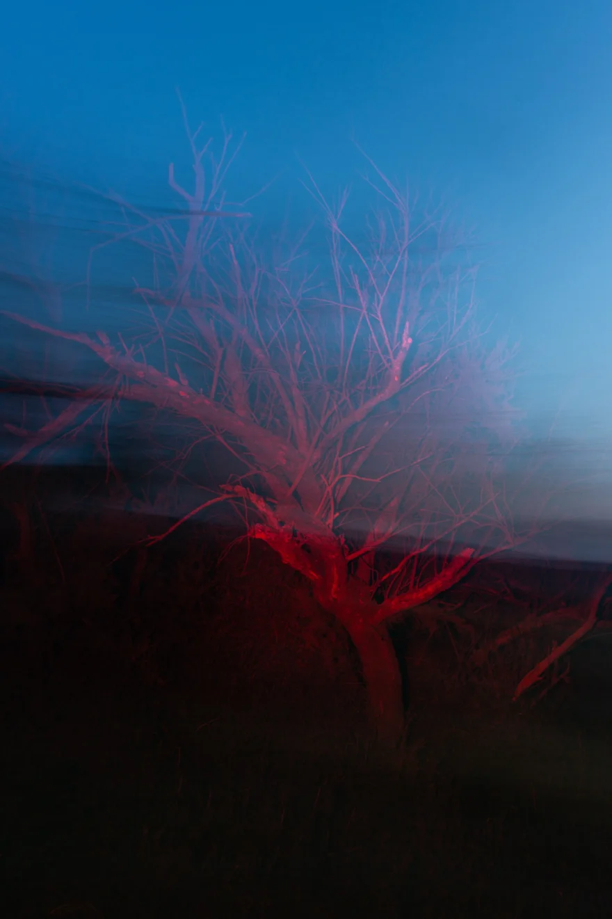 Red light drawn into branching lines in the dark, Authenticity photographed by Ina Cenusa